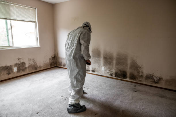 Why You Should Choose Our Mold Remediation Services in Lorton, VA